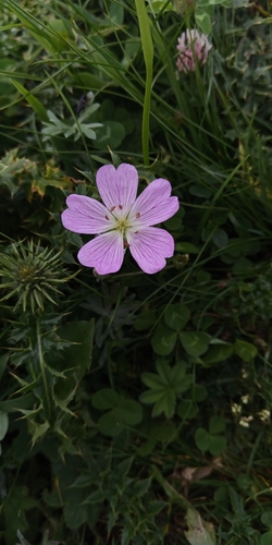 Silvery Crane's Bill (Geranium argenteum)