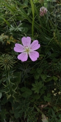 Geranium argenteum, photograph author not stated, no rights reserved
