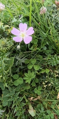 Geranium argenteum, photograph author not stated, no rights reserved