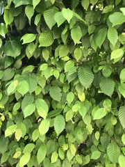 Carpinus