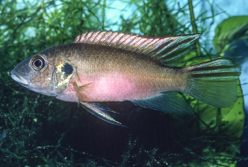 Finleys cichlide (Benitochromis finleyi) — Cichlidae — 4