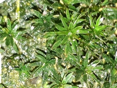 Pogonatum subulatum