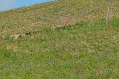 Marmota kastschenkoi