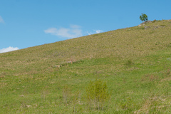 Marmota kastschenkoi
