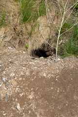 Marmota kastschenkoi