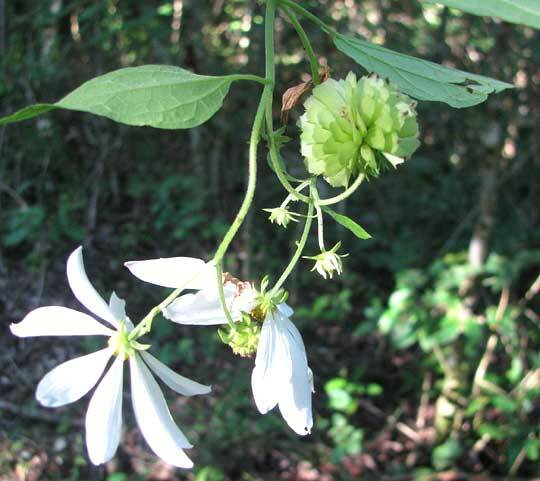 Montanoa atriplicifolia