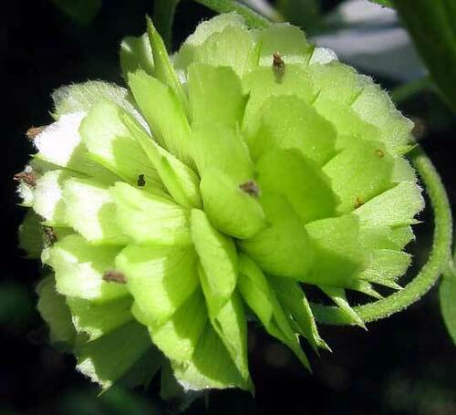 Montanoa atriplicifolia, photograph 1