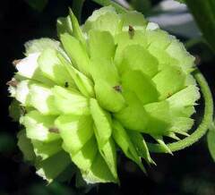 author not stated, no rights reserved Montanoa atriplicifolia, photograph author not stated, no rights reserved