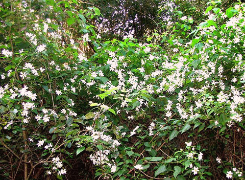 Montanoa atriplicifolia, photograph 2
