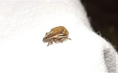 Iptergonus bifurcatus