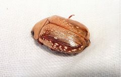 Anoplognathus concolor