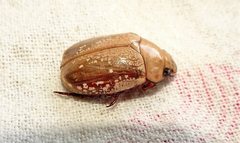 Anoplognathus concolor