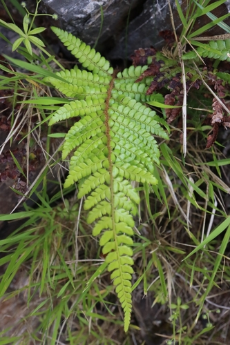 Polystichum piceopaleaceum iNat (2)