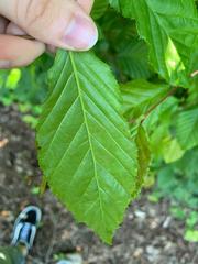 Carpinus
