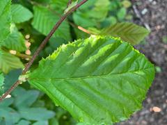Carpinus