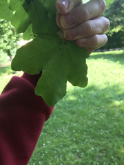 Acer campestre