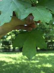 Acer campestre