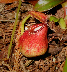 Nepenthes tentaculata