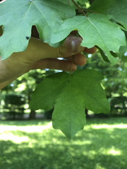 Acer campestre