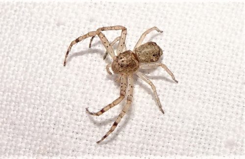 Tmarus marmoreus