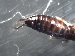Dermaptera