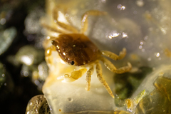 Hemigrapsus