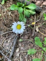 Bellis perennis
