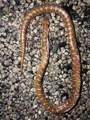 Arizona elegans elegans