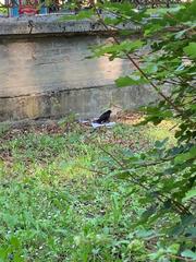Turdus merula