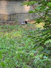Turdus merula