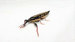 Rhinotia lineata