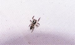 Sandalodes bipenicillatus