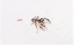 Sandalodes bipenicillatus