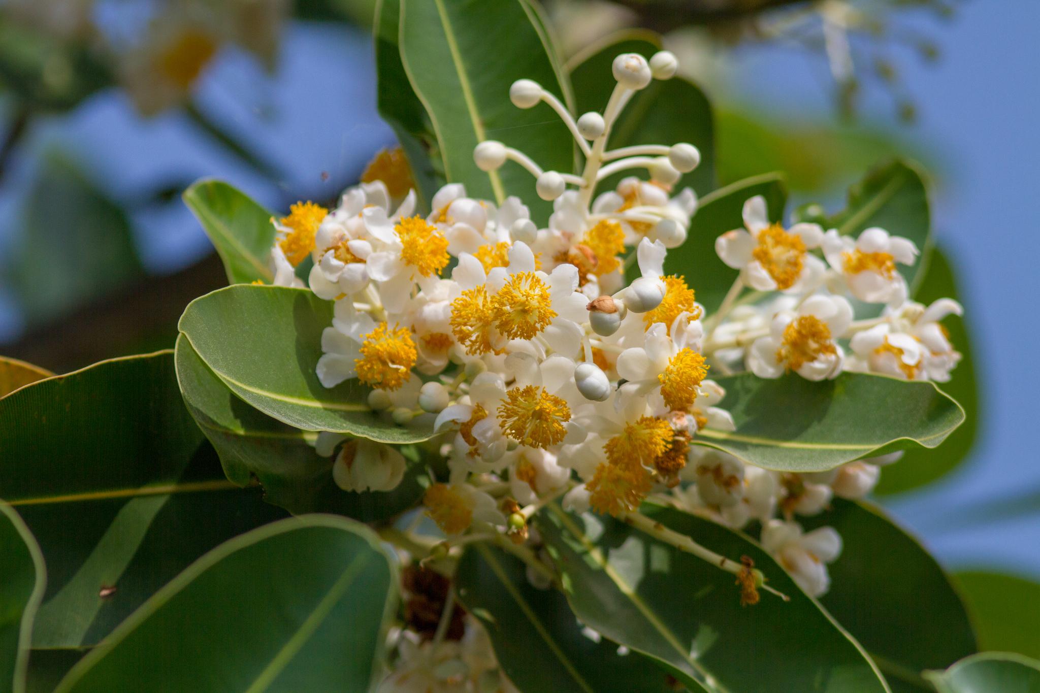 Calophyllum inophyllum