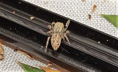 Paraphilaeus daemeli