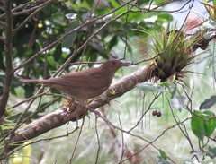 Turdus plebejus