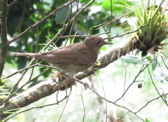 Turdus plebejus