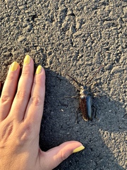 Derobrachus geminatus