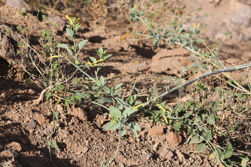 tree tobacco