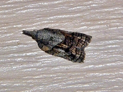 Platynota idaeusalis