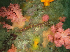 Solenogastres