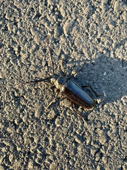 Derobrachus geminatus