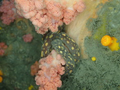 Solenogastres