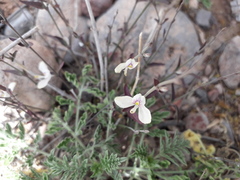 Carlowrightia arizonica
