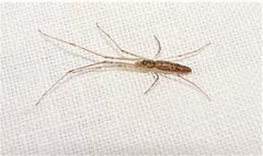 Tetragnatha valida