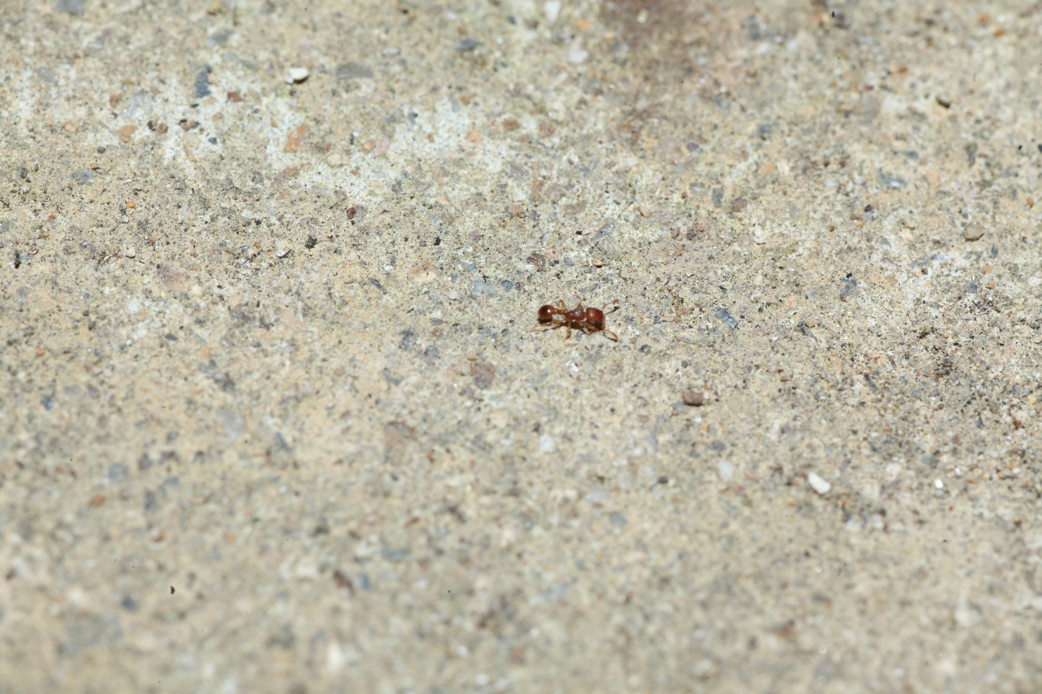 Tetramorium kraepelini