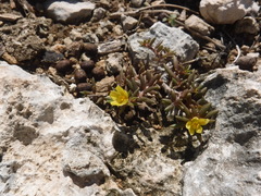 Portulaca rubricaulis