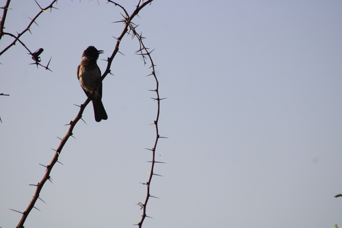 Common Bulbul