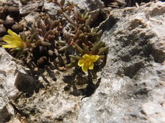 Portulaca rubricaulis