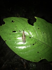 Xiphiola cyanoptera